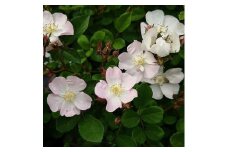 【Apple Roses】バラ苗『ののこ』大苗6号ポット植え[52210779]