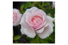 【Apple Roses】バラ苗『ユニコーン』新苗育成苗6号ポット植え[52210861]