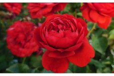 【Apple Roses】バラ苗『カントリー・ハウス』大苗6号ポット植え[52210932]