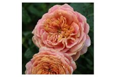 【Apple Roses】バラ苗『スピリット・オブ・ワンダー』大苗6号ポット植え[52210933]