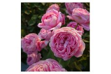 【Apple Roses】バラ苗『メルヘン・クーゲル』大苗6号ポット植え[52210935]