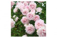 【Apple Roses】バラ苗『ハルシオン』新苗育成苗6号ポット植え[52210947]