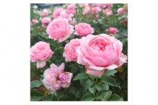 【Apple Roses】バラ苗『ピクニック・マーチ』新苗育成苗6号ポット植え[52210948]