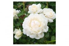 【Apple Roses】バラ苗『モーニング・ベルズ』新苗育成苗6号ポット植え[52210949]