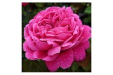 【Apple Roses】バラ苗『イフリート』大苗6号ポット植え [52210968]