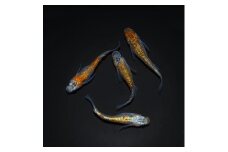 メダカ「大輝」4匹セット[52210997]