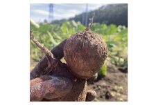 【わんぱく農園】里芋 2.5kg[52211004]
