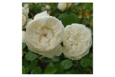 【Apple Roses】バラ苗『ノーブル・ハート』新苗育成苗6号ポット植え[52211010]