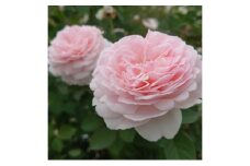 【Apple Roses】バラ苗『いのり』新苗育成苗6号ポット植え[52211011]