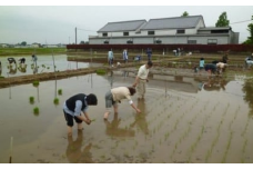 農業体験（田植えと収穫体験）