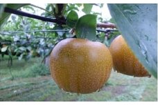 期間限定　騎西の梨「あきづき」