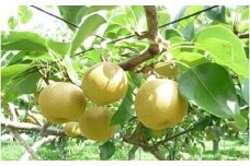 期間限定　騎西の梨「豊水」