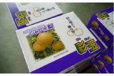 期間限定　騎西の梨「彩玉」