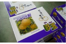期間限定　騎西の梨「彩玉」