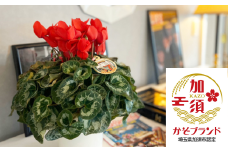 加須産シクラメン　５号鉢　受け皿セット 【赤系】
