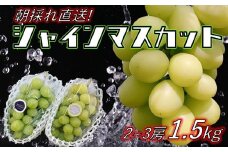 朝採れシャインマスカット・2~3房1.5kg