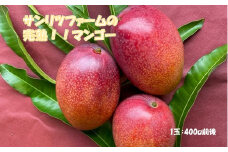 アップルマンゴー　糖度15度以上　完熟マンゴー1玉（アーウィン種）