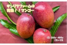 アップルマンゴー糖度15度以上　完熟マンゴー（300g～400g前後2玉or3玉）（アーウィン種）