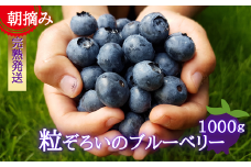 【期間限定】粒ぞろいのブルーベリー　1000g