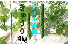 【クール冷蔵】新鮮きゅうり4kg【特別栽培農産物】