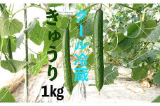 【クール冷蔵】新鮮きゅうり1kg【特別栽培農産物】