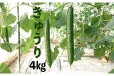 新鮮きゅうり4kg【特別栽培農産物】