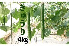 新鮮きゅうり4kg【特別栽培農産物】