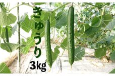 新鮮きゅうり3kg【特別栽培農産物】