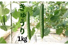 新鮮きゅうり1kg【特別栽培農産物】