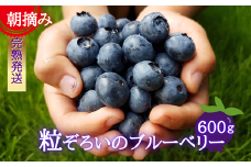 【期間限定】粒ぞろいのブルーベリー　600g