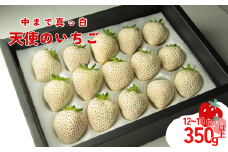 発送1月～【先行受付】天使のいちご　350～400ｇ　白いちご　【苺】 イチゴ おおきい スイーツ 白い 果物 ふるさと納税 いちご うまい フルーツ 期間限定 人気いちご まるい 甘い いちご 旬 直送 おすすめいちご ストロベリー 苺ジャム いちご 好きのための いちご