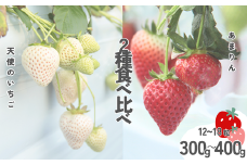 発送1月～【先行受付】紅白いちご　2種食べ比べ　「あまりん」＆「天使のいちご」300～400ｇ【苺】あまりん イチゴ おおきい スイーツ あかい 果物 ふるさと納税 いちご うまい フルーツ 期間限定 人気いちご まるい 甘い いちご 旬 直送 おすすめいちご ストロベリー 苺ジャム いちご 好きのための いちご　