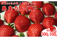 発送1月～【先行受付】あまりん（梅）300～350ｇ【苺】 あまりん イチゴ おおきい スイーツ あかい 果物 ふるさと納税 いちご うまい フルーツ 期間限定 人気いちご まるい 甘い 旬 直送 おすすめいちご ストロベリー 苺ジャム いちご 好きのための いちご