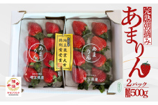 「埼玉農業大賞特別賞」を受賞！ 完熟朝摘み あまりん　250g×2　(8粒～15粒)　【苺】 イチゴ おおきい スイーツ あかい 果物 ふるさと納税 いちご うまい フルーツ 期間限定 人気いちご 甘い いちご 旬 直送 おすすめいちご ストロベリー 苺ジャム いちご 好きのための いちご
