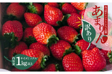 【訳あり】いちご『 あまりん 』サイズミックス １㎏以上 【潰れが気にならない方限定】 【苺】 イチゴ おおきい スイーツ あかい 果物 ふるさと納税 いちご うまい フルーツ 期間限定 人気いちご 甘い いちご 旬 直送 おすすめいちご ストロベリー 苺ジャム いちご 好きのための いちご