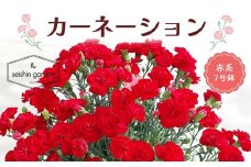 【2025年5月11日母の日】贈答用 No.7 CARNATION カーネーション 赤系 7号鉢 2025年4月下旬から順次発送 母の日 花 フラワー 赤 レッド 鉢植 植物 贈り物 プレゼント ギフト 埼玉県 本庄市 F5K-059