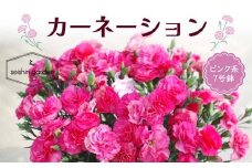 【2025年5月11日母の日】贈答用 No.7 CARNATION カーネーション ピンク系 7号鉢 2025年4月下旬から順次発送 母の日 花 フラワー 鉢植 植物 贈り物 プレゼント ギフト 埼玉県 本庄市 F5K-060