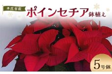 贈答用 ポインセチア 鉢植え 5号鉢 2025年10月下旬から順次発送 赤 レッド 花 フラワー 鉢植 植物 インテリア 冬 クリスマス 贈り物 プレゼント ギフト 埼玉県 本庄市 F5K-170