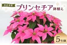 贈答用 プリンセチア 鉢植え 5号鉢 2025年10月下旬から順次発送 ピンク 花 フラワー 鉢植 植物 インテリア 冬 クリスマス 贈り物 プレゼント ギフト 埼玉県 本庄市 F5K-171