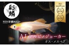 《当店作出品種》 彩鱗めだか ＜AJ (アルビノジョーカー)＞ めだか メダカ 飼育 ペット 鑑賞 魚 動物 生き物 関東 F5K-076