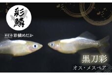 《当店作出品種》 彩鱗めだか ＜黒刀彩＞ めだか メダカ 飼育 ペット 鑑賞 魚 動物 生き物 関東 F5K-077