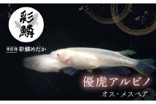 《当店作出品種》 彩鱗めだか ＜優虎アルビノ＞ めだか メダカ 飼育 ペット 鑑賞 魚 動物 生き物 関東 F5K-078