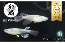 《当店作出品種》 彩鱗めだか ＜翁＞ めだか メダカ 飼育 ペット 鑑賞 魚 動物 生き物 関東 F5K-080