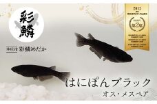《当店作出品種》 彩鱗めだか ＜はにぽんブラック＞ めだか メダカ 飼育 ペット 鑑賞 魚 動物 生き物 関東 F5K-081