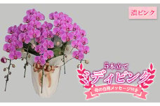 【2025年5月母の日】贈答用 ミディピンク(濃ピンク) 5本立て 胡蝶蘭 母の日用メッセージ付き 2025年５月上旬から順次発送 鉢植 花 フラワー 植物 こちょうらん コチョウラン 洋蘭 蘭 らん 母 記念日 お祝い 贈り物 ギフト プレゼント 高級 名産 関東 埼玉県 本庄市 F5K-398