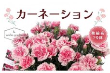 【2025年5月11日母の日】贈答用 No.7 CARNATION カーネーション 複輪系 7号鉢 2025年4月下旬から順次発送 母の日 花 フラワー 鉢植 植物 贈り物 プレゼント ギフト 埼玉県 本庄市 F5K-500