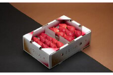 【先行予約】とちおとめ【2パック】まなこころ・葵（260g【15～20粒】） ｜ とちおとめ トチオトメ イチゴ 苺 いちご あおい 新鮮 中粒 箱 2P 真心農園 果物 フルーツ 自然 甘い 美味しい ジューシー ビタミン おいしい おすすめ 贈り物 ギフト 埼玉県 東松山市