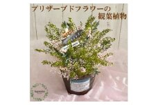 AJ157-1 プリザーブドフラワー　パルタージュ　ピンク　春日部市 シュガーパイン