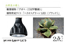 BN030　お部屋の癒し　観葉植物「アガベ（王妃甲蟹錦）」と植物育成ライト「ヘリオスグリーンLED（ブラック）」の2点セット