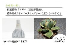BN031　お部屋の癒し　観葉植物「アガベ（王妃甲蟹錦）」と植物育成ライト「ヘリオスグリーンLED（ホワイト）」の2点セット